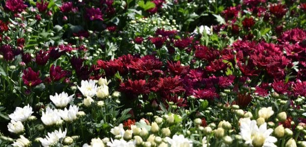 Floura nursery