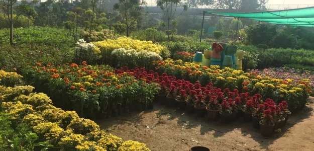 Garden Infra Nursery