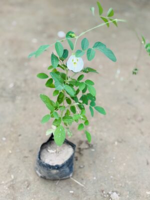 Aprajita White