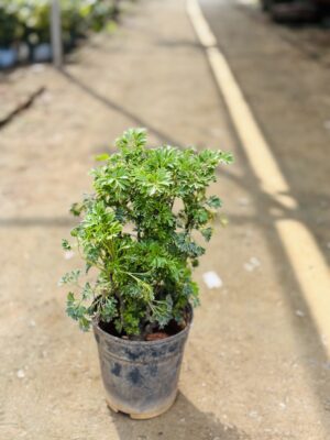 Aralia