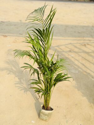 Areca Palm