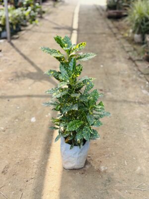 Baby Croton