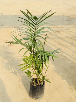 Bamboo Palm