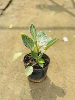 Birkin Plant