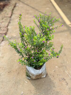 Cuphea Pink