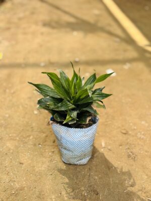 Dracaena Compacta