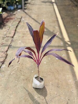Dracaena Rosea