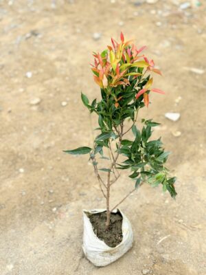 Eugenium Red