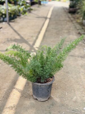 Foxtail