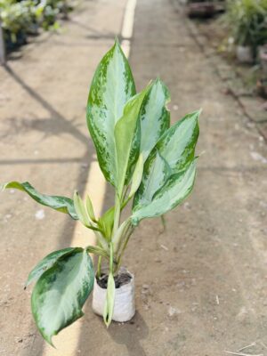 Ice Aglaonema