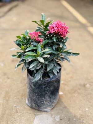 Ixora Pink