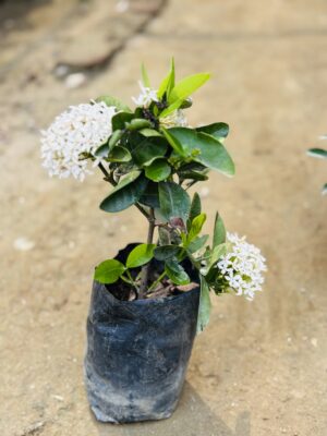 Ixora White