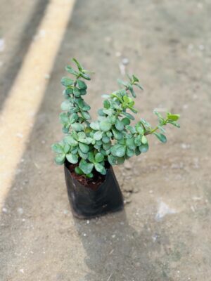 Jade
