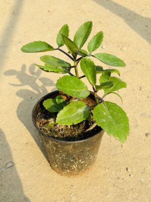 Kalanchoe Pinnate