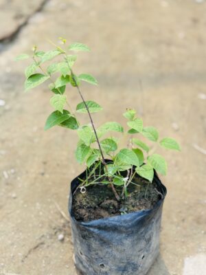 Madhumalti