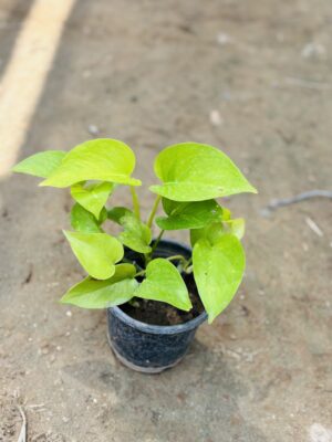 Money Plant Green
