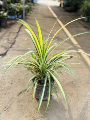 Pandanus