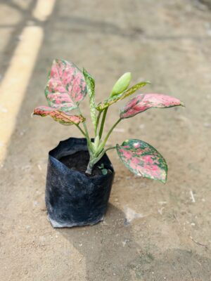 Pink Aglaonema