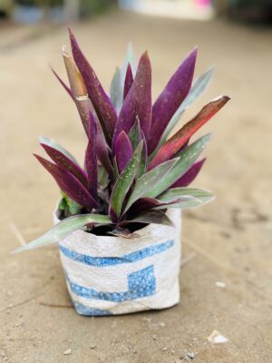 Rheoe Plant