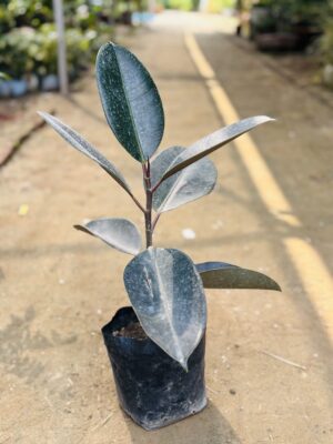 Rubber Plant
