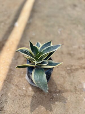Snake Flower