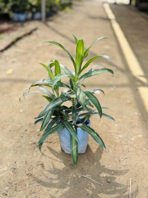 Song Of India Green