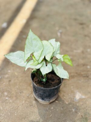 Syngonium Green