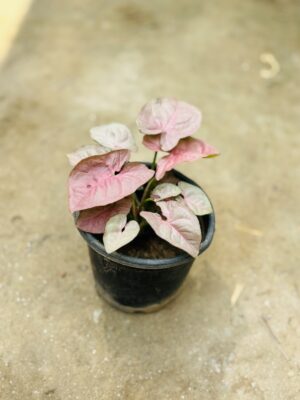 Syngonium Pink