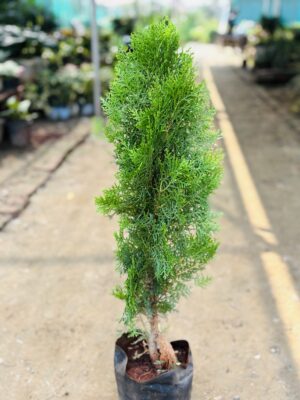 Thuja