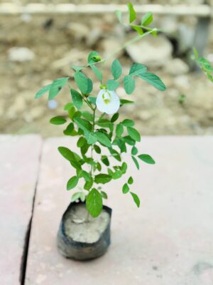 Aprajita White