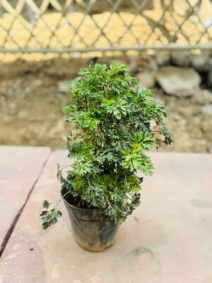 Aralia