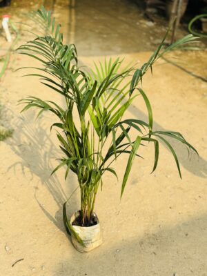 Areca Palm