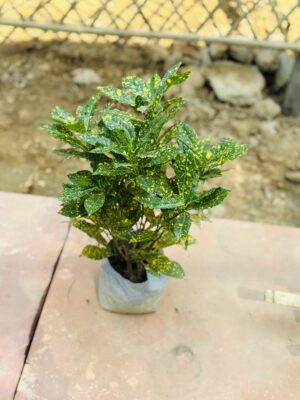Baby Croton
