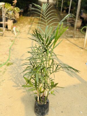 Bamboo Palm