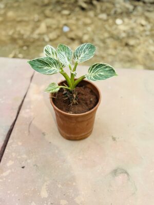 Birkin Plant