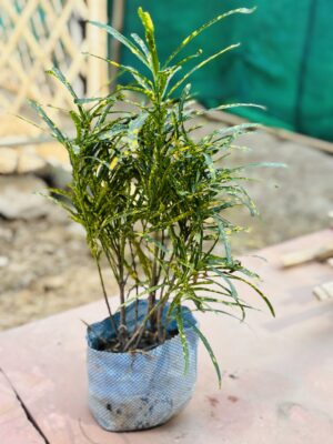 Chironji Croton