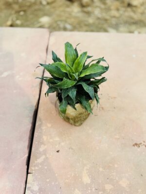 Dracaena