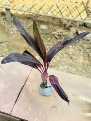 Dracaena Rosea