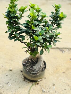 Ficus Bonsai