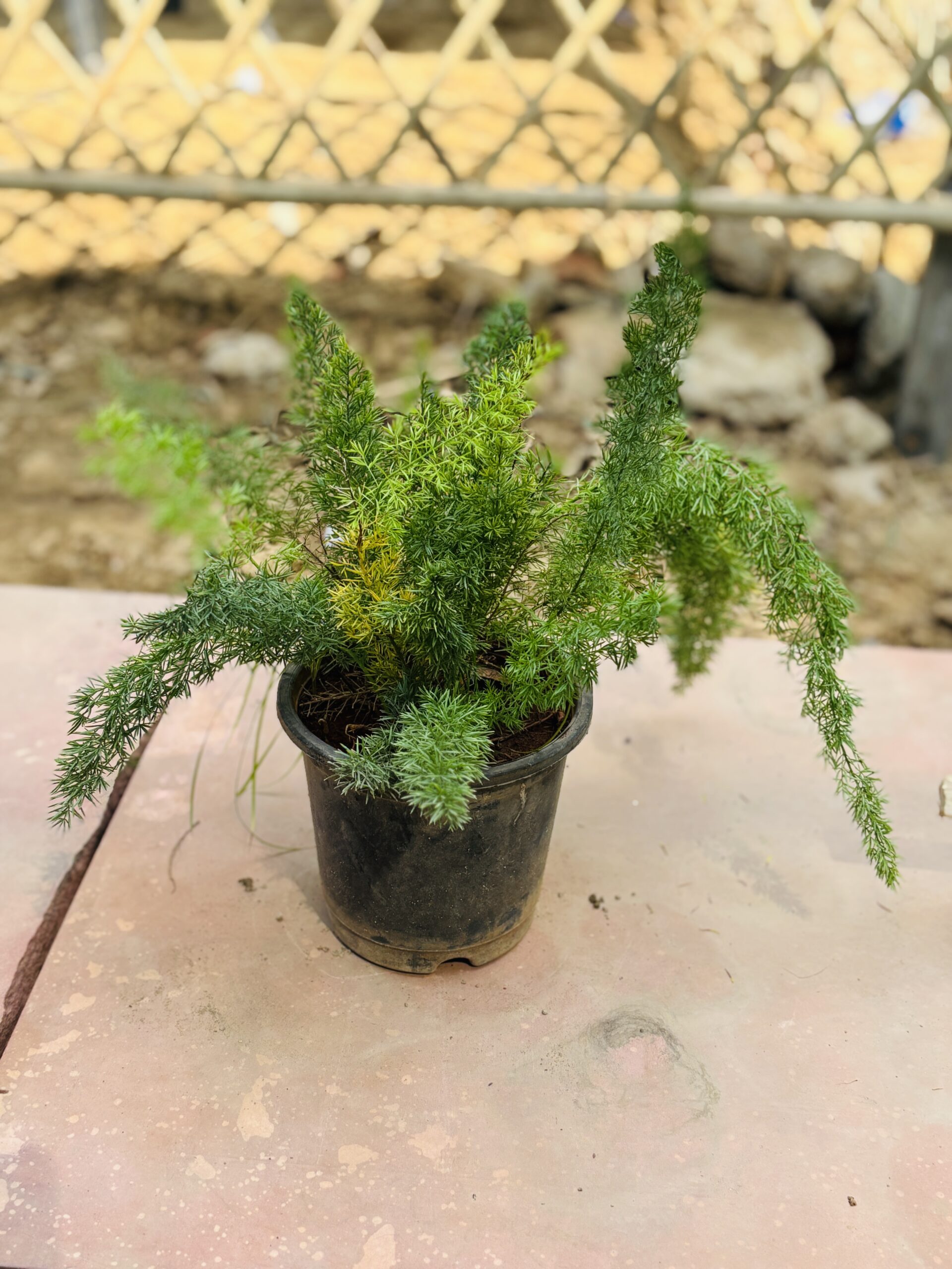 Foxtail - Image 2