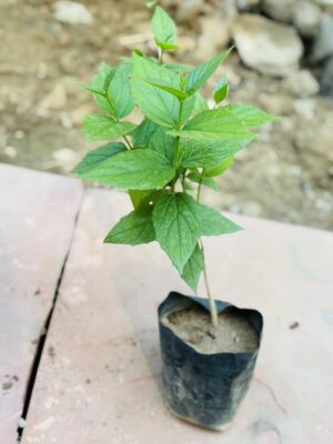 Harsingar Parijat