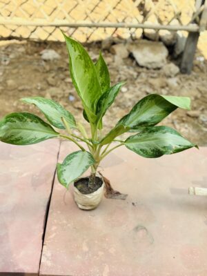 Ice Aglaonema