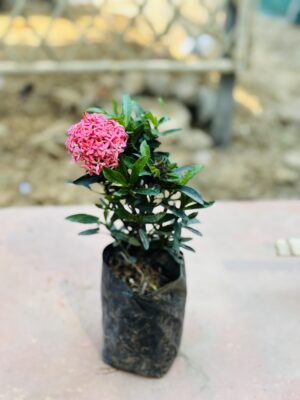 Ixora Pink