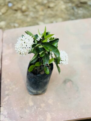 Ixora White