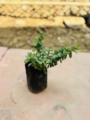 Jade