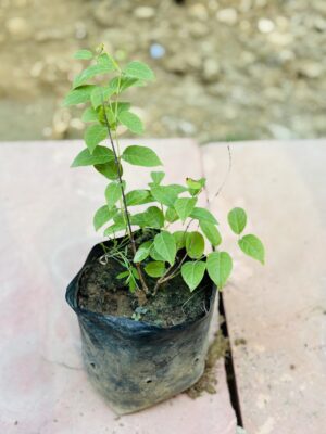 Madhumalti