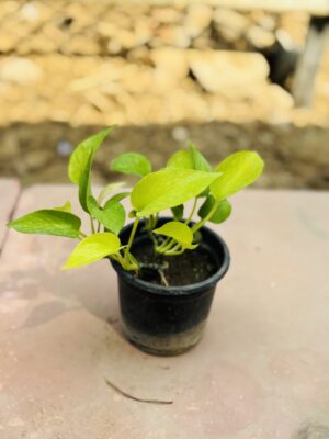 Money Plant Green