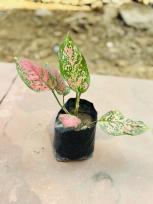 Pink Aglaonema