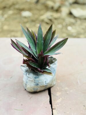 Rhoeo Plant