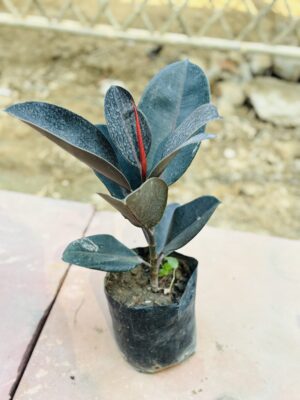 Rubber Plant